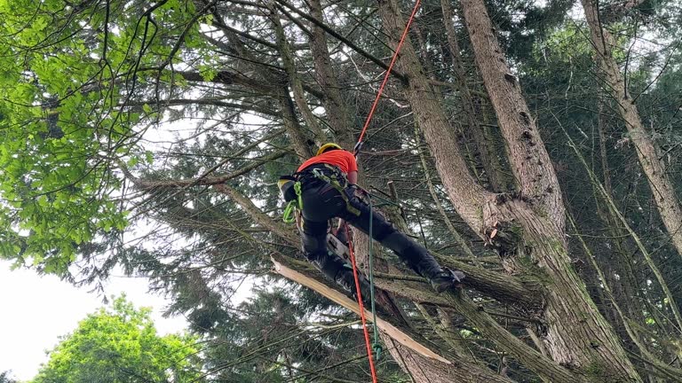 Trusted Commercial Tree Services Tampa Businesses Depend On